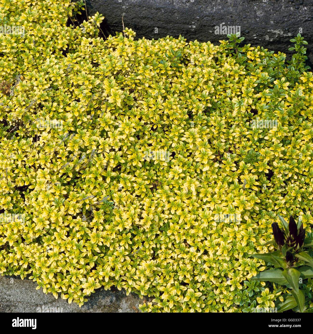 Thymus pulegioides - `Bertram Anderson' AGM- - (Syn T. x citriodorus 'Bertram Anderson')   ALP023920  Compulsory Credi Stock Photo